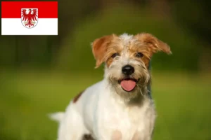 Read more about the article Criadores de Kromfohrländer e cachorros em Brandenburg