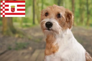 Read more about the article Criadores de Kromfohrländer e cachorros em Bremen