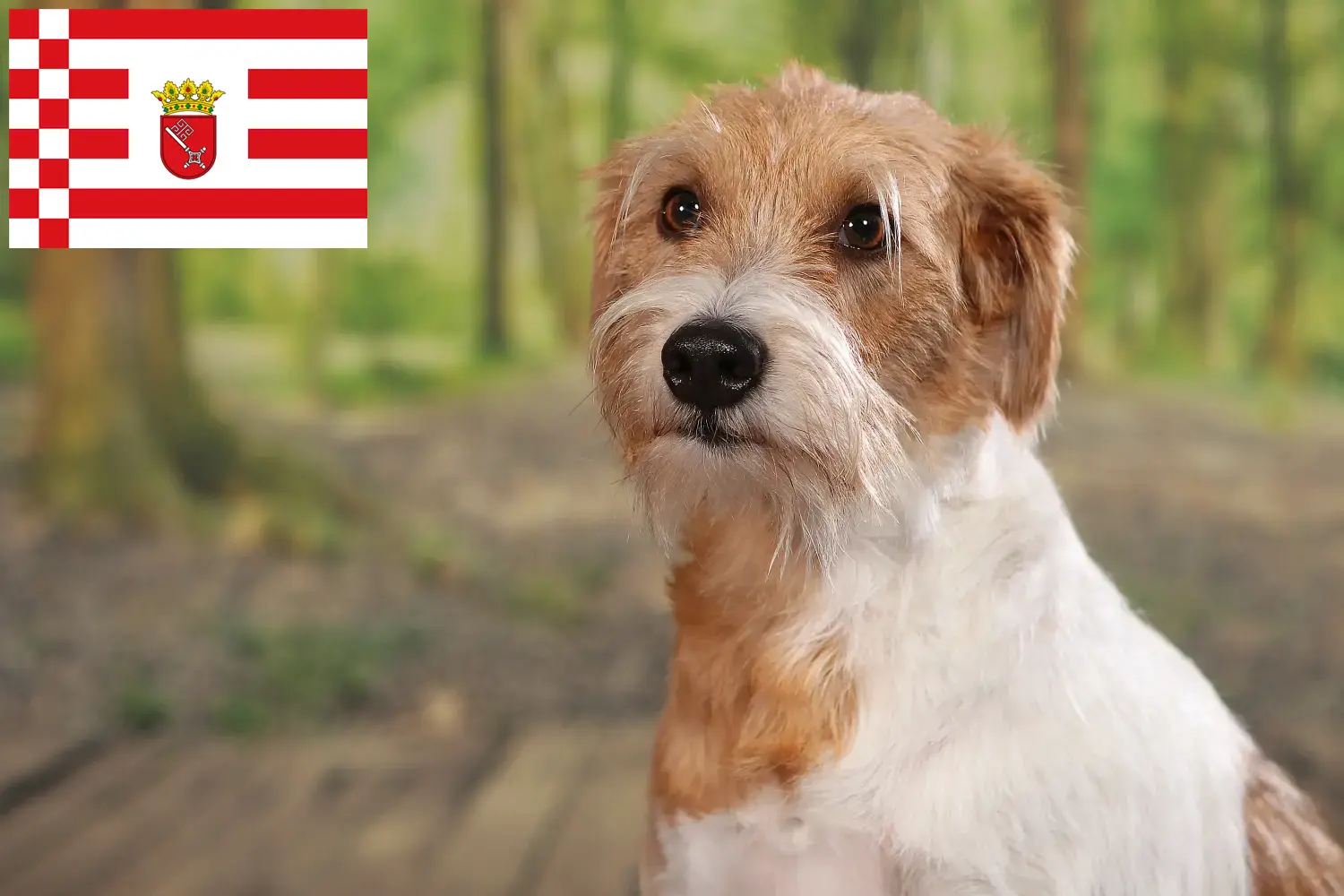 Read more about the article Criadores de Kromfohrländer e cachorros em Bremen