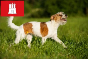 Read more about the article Criadores de Kromfohrländer e cachorros em Hamburgo