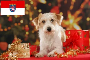 Read more about the article Criadores de Kromfohrländer e cachorros em Hessen