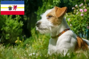 Read more about the article Criadores de Kromfohrländer e cachorros em Mecklenburg-Vorpommern
