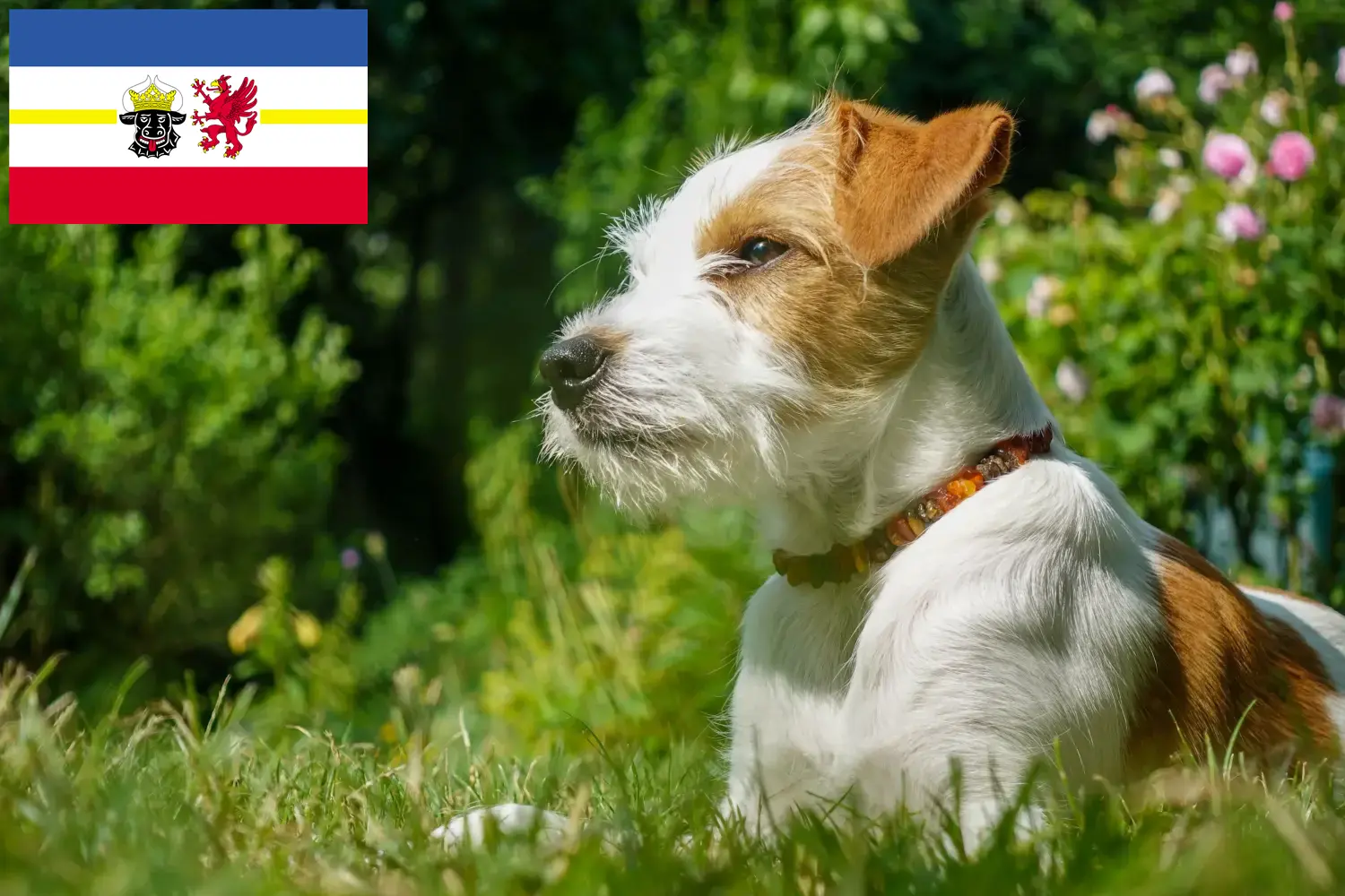 Kromfohrländer cachorros e criadores Mecklenburg-Vorpommern Aqui pode encontrar criadores de Kromfohrländer em Mecklenburg-Vorpommern.