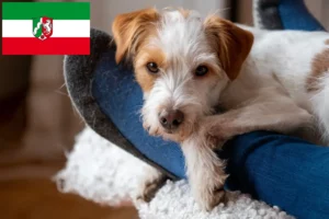 Read more about the article Criadores de Kromfohrländer e cachorros na Renânia do Norte-Vestefália