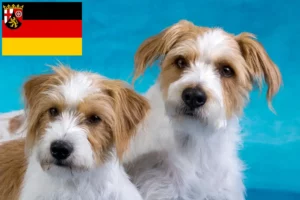 Read more about the article Criadores de Kromfohrländer e cachorros na Renânia-Palatinado