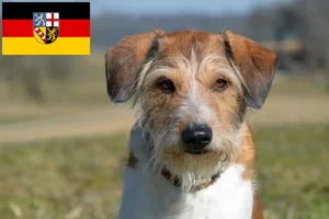 Read more about the article Criadores de Kromfohrländer e cachorros em Sarre