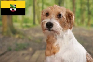 Read more about the article Criadores de Kromfohrländer e cachorros na Saxónia-Anhalt