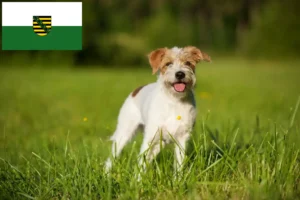Read more about the article Criadores de Kromfohrländer e cachorros na Saxónia