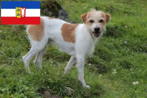 Read more about the article Criadores de Kromfohrländer e cachorros em Schleswig-Holstein