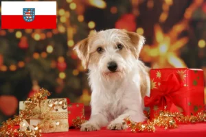 Read more about the article Criadores de Kromfohrländer e cachorros na Turíngia