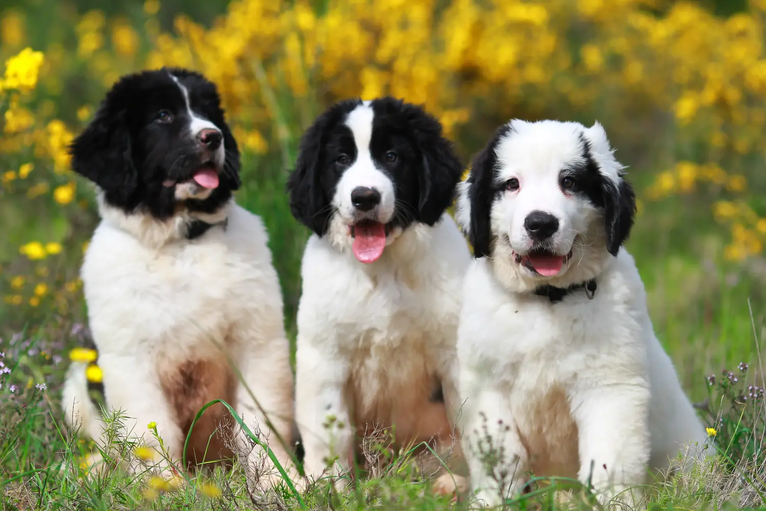 Comprar um cachorro Landseer significa assumir a responsabilidade! Comprar cachorros Landseer.