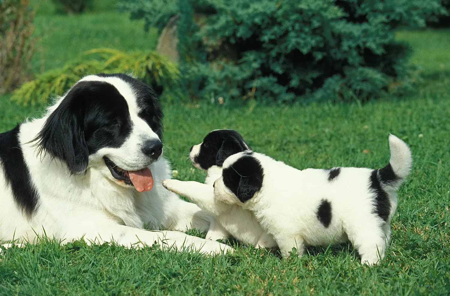 Comprar um cachorro Landseer significa assumir a responsabilidade! Comprar cachorros Landseer.