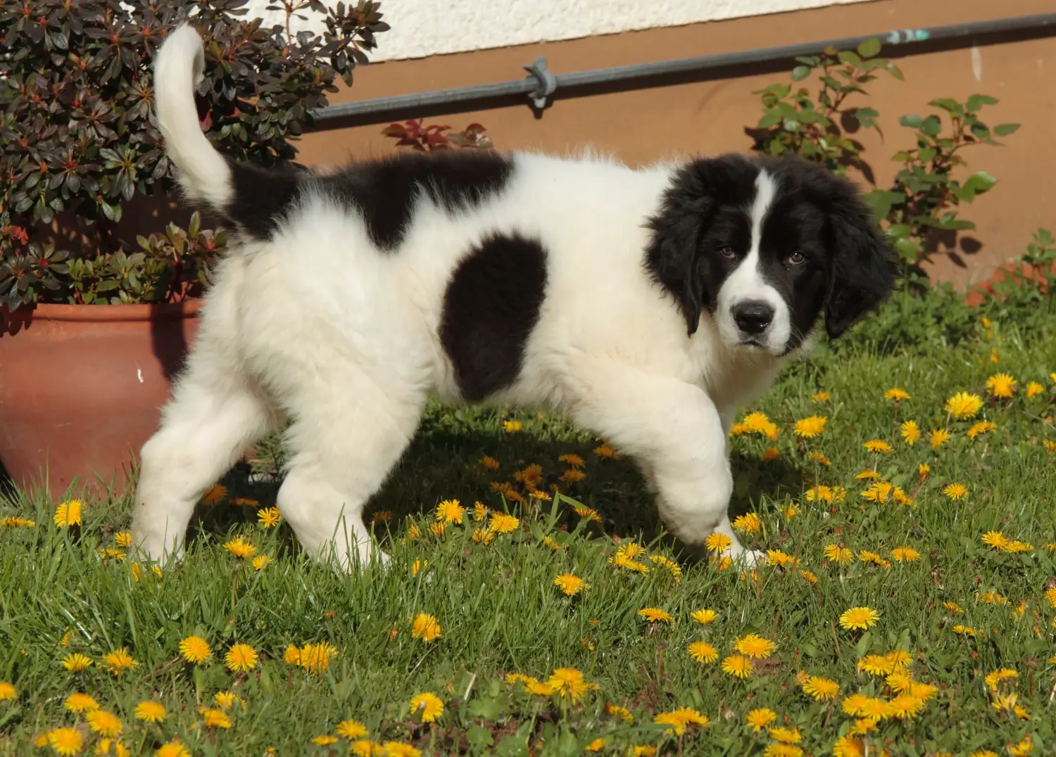 Comprar um cachorro Landseer significa assumir a responsabilidade! Comprar cachorros Landseer.
