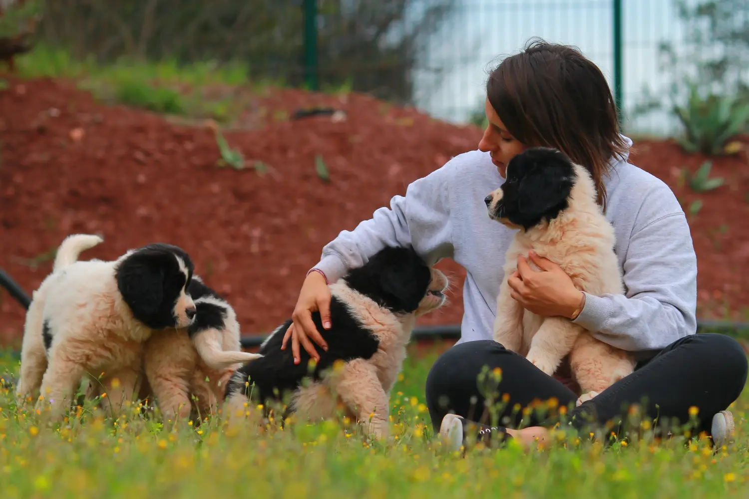 Comprar um cachorro Landseer significa assumir a responsabilidade! Comprar cachorros Landseer.