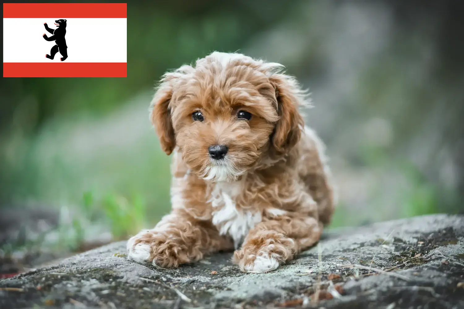 Cachorros Maltipoo e criadores Berlim Encontre aqui criadores de Maltipoo em Berlim.