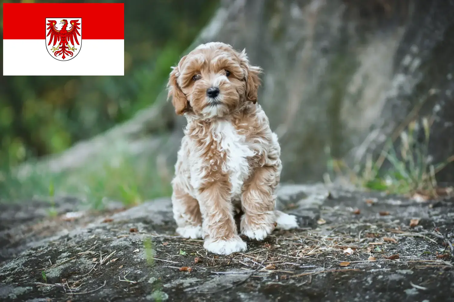 Maltipoo cachorros e criadores Brandenburg Aqui pode encontrar criadores de Maltipoo em Brandenburg.