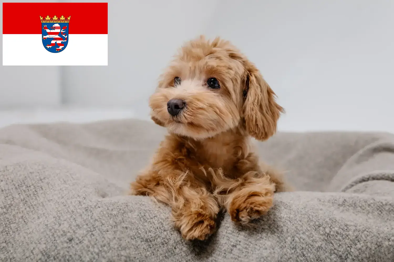 Maltipoo cachorros e criadores Hessen Aqui pode encontrar criadores de Maltipoos em Hessen.