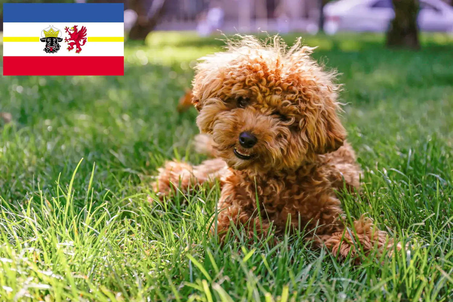 Cachorros Maltipoo e criadores Mecklenburg-Vorpommern Aqui pode encontrar criadores de Maltipoos em Mecklenburg-Vorpommern.