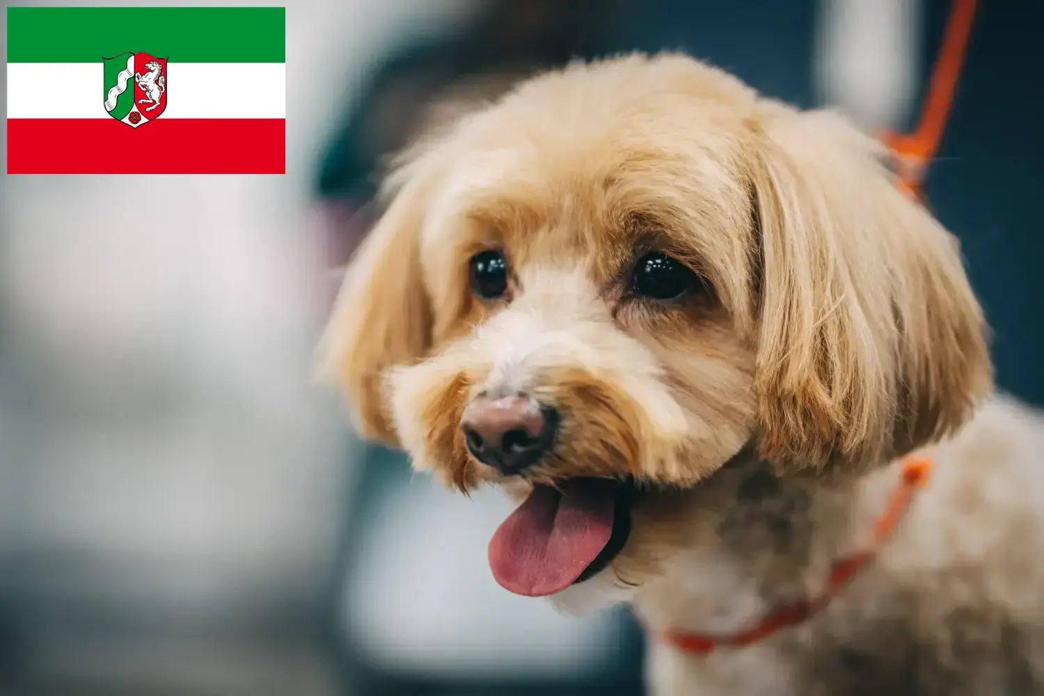 Maltipoo cachorros e criadores Renânia do Norte-Vestefália Aqui pode encontrar criadores de Maltipoos na Renânia do Norte-Vestefália.