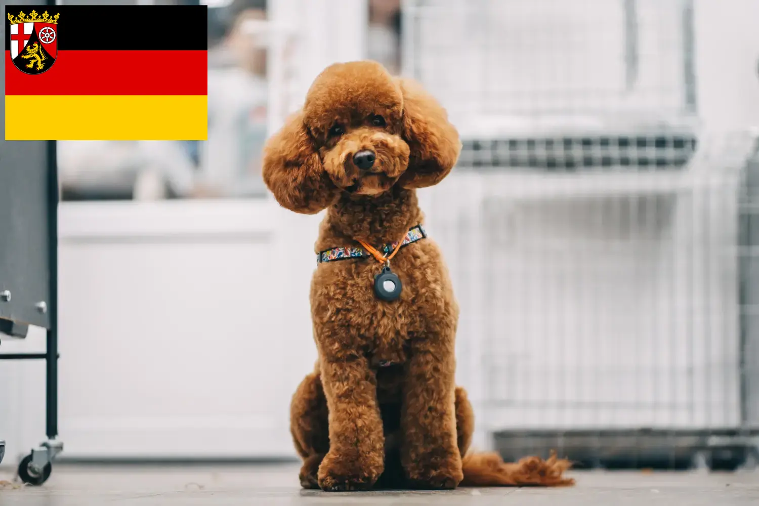Cachorros Maltipoo e criadores Renânia-Palatinado Aqui pode encontrar criadores de Maltipoo em Rhineland-Palatinate.