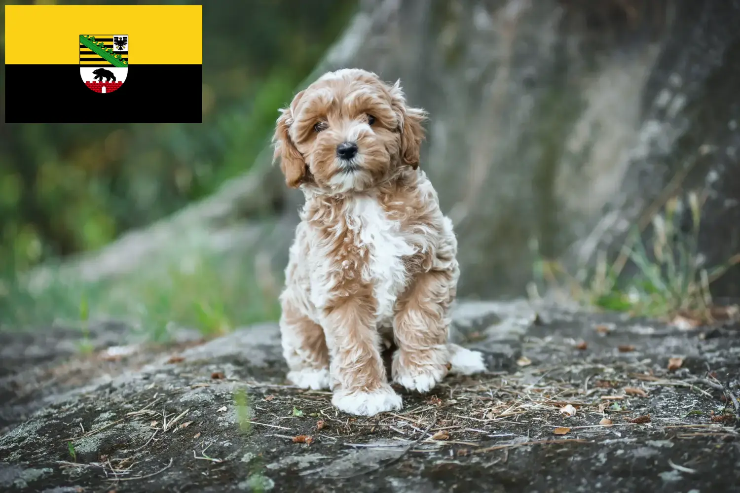 Cachorros Maltipoo e criadores Saxónia-Anhalt Aqui pode encontrar criadores de Maltipoos em Saxónia-Anhalt.