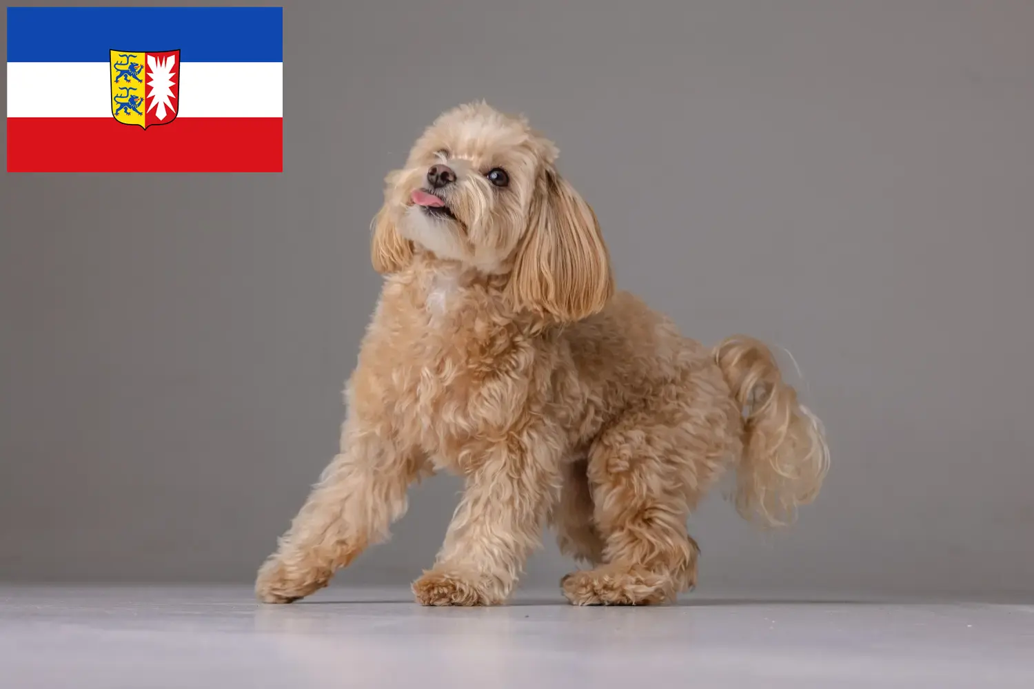 Maltipoo cachorros e criadores Schleswig-Holstein Aqui pode encontrar criadores de Maltipoos em Schleswig-Holstein.