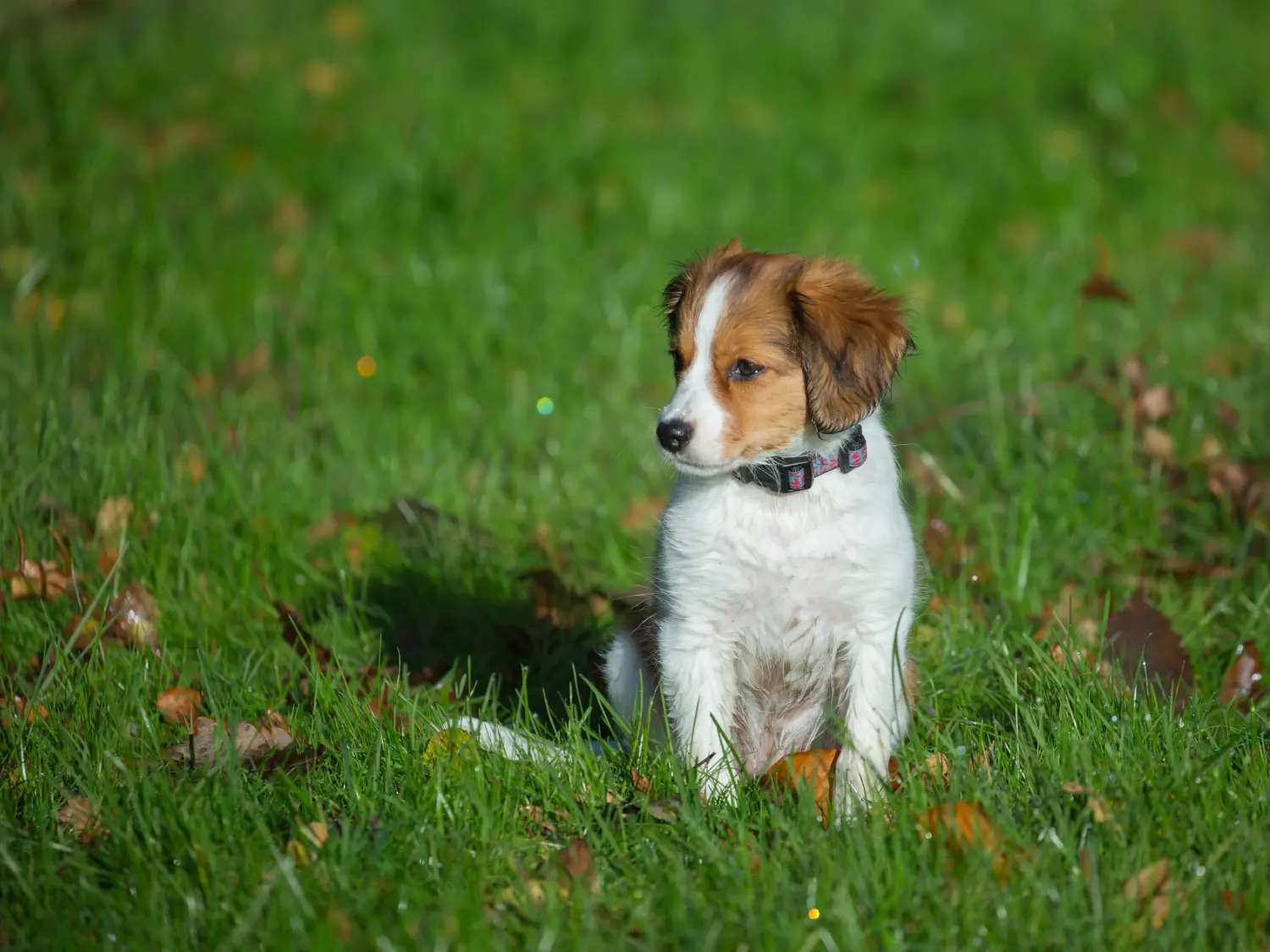 Comprar um cachorro Kooikerhondje holandês significa assumir a responsabilidade! Comprar cachorros Kooikerhondje holandeses.