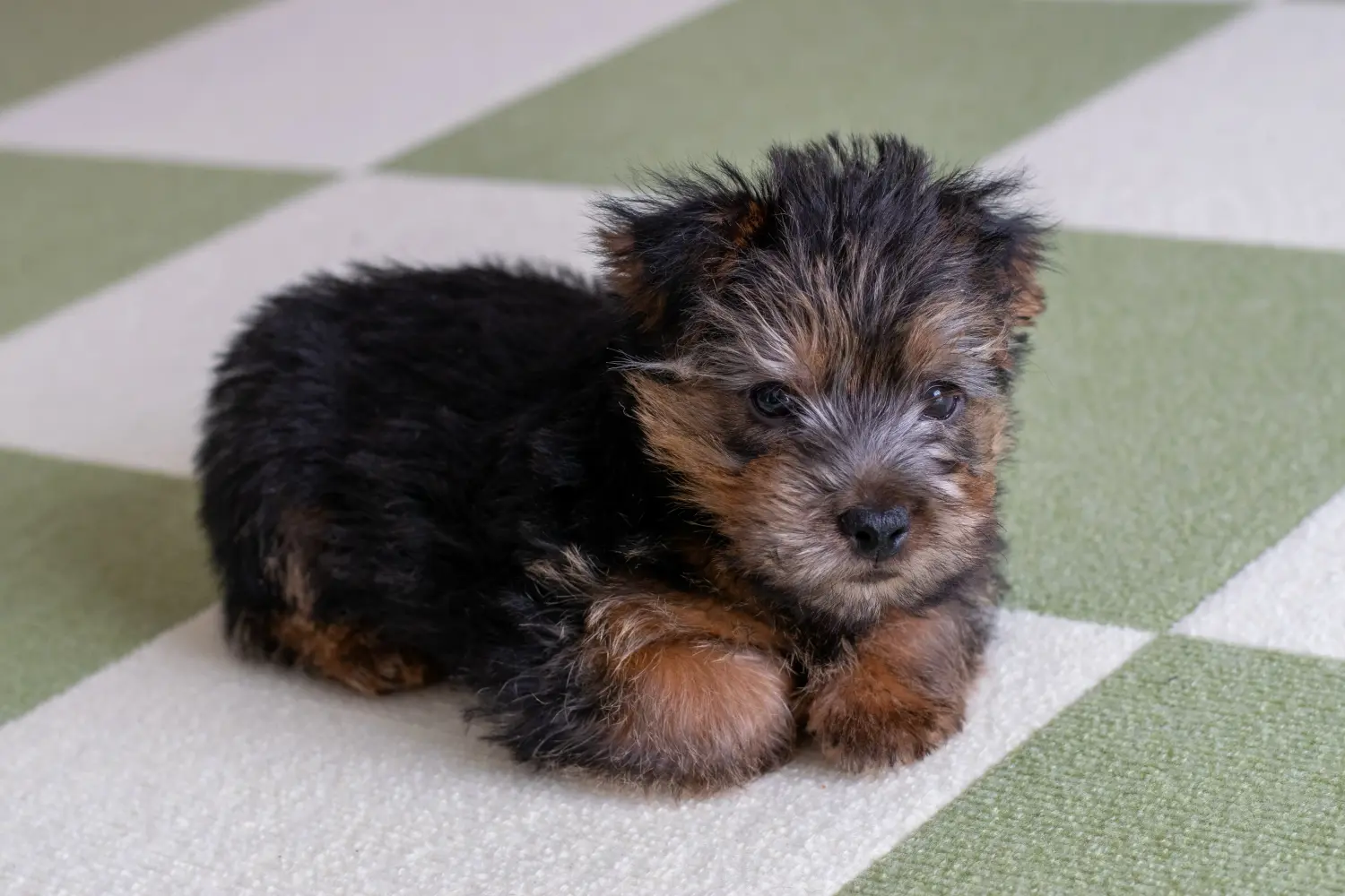 Comprar um cachorro Norfolk Terrier significa assumir responsabilidades! Comprar cachorros Norfolk Terrier.