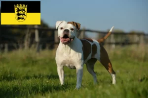 Read more about the article Criadores de Olde English Bulldog e cachorros em Baden-Württemberg