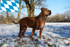 Read more about the article Criadores de Olde English Bulldog e cachorros em Bavaria