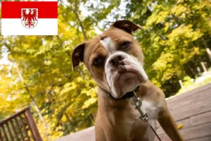 Read more about the article Criadores de Olde English Bulldog e cachorros em Brandenburg