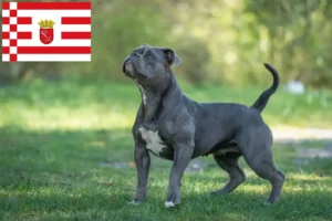 Read more about the article Olde English Bulldog criador e cachorros em Bremen