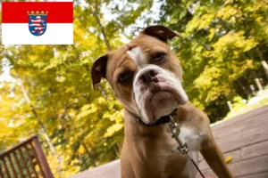 Read more about the article Criadores de Olde English Bulldog e cachorros em Hessen