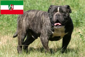 Read more about the article Criadores de Olde English Bulldog e cachorros na Renânia do Norte-Vestefália
