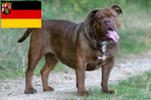 Read more about the article Criadores de Olde English Bulldog e cachorros em Rhineland-Palatinate