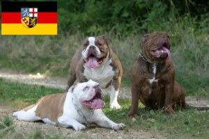 Read more about the article Olde English Bulldog criador e cachorros em Saarland