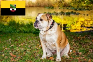 Read more about the article Criadores de Olde English Bulldog e cachorros em Saxónia-Anhalt