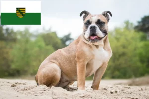 Read more about the article Criadores de Olde English Bulldog e cachorros em Saxónia