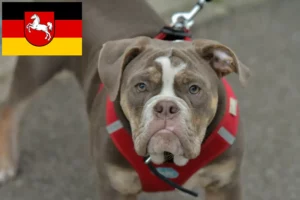 Read more about the article Criadores de Olde English Bulldog e cachorros na Baixa Saxónia