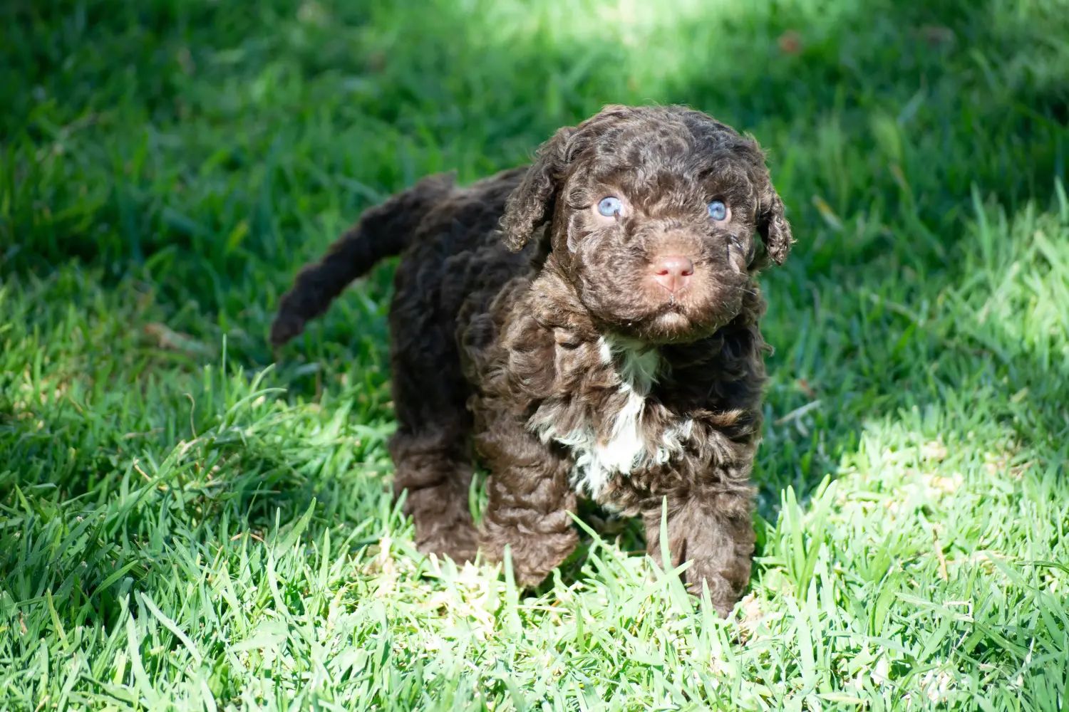 Comprar um cachorro Perro de Agua Español significa assumir a responsabilidade! Comprar cachorros Perro de Agua Español.