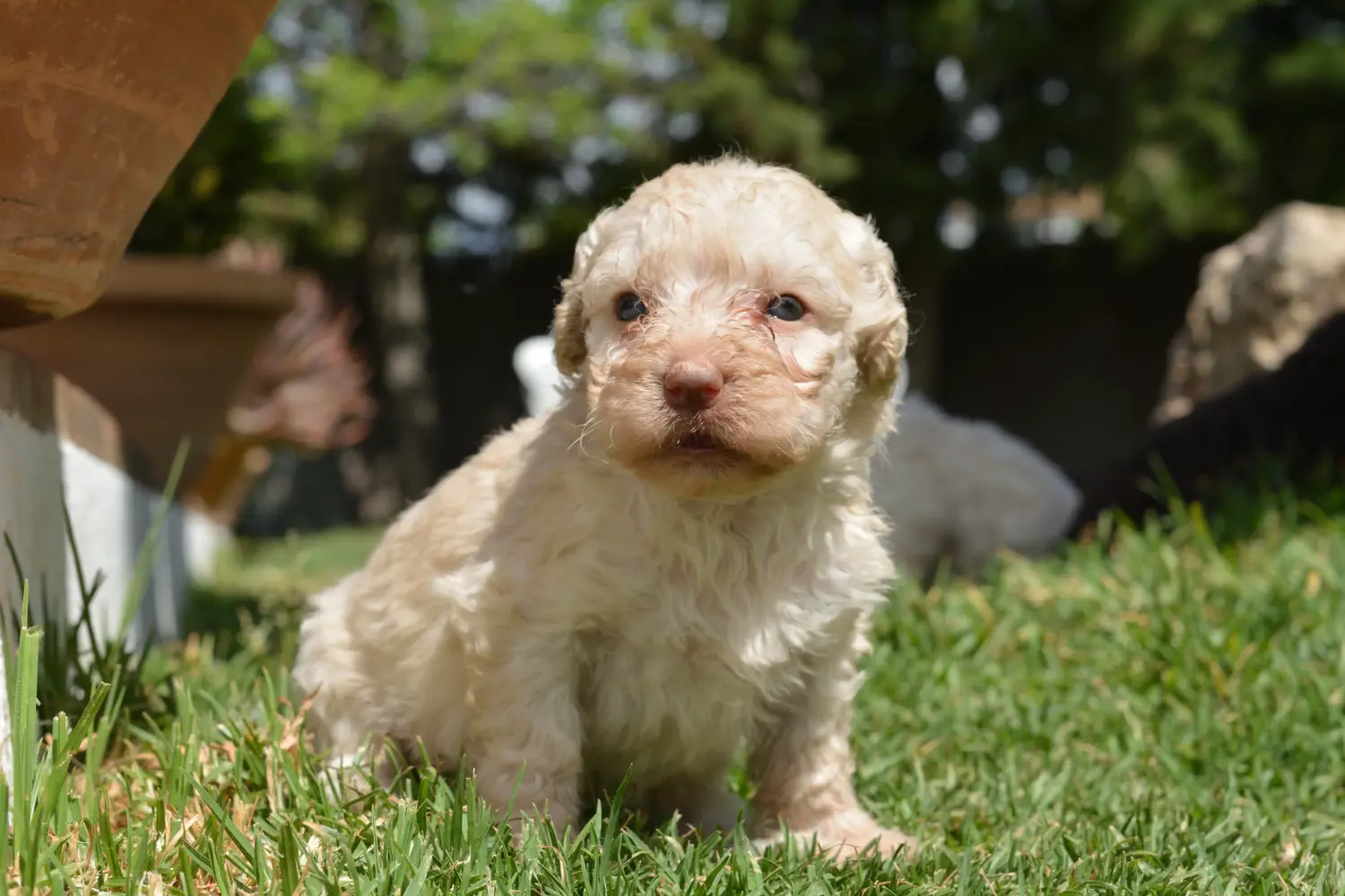 Comprar um cachorro Perro de Agua Español significa assumir a responsabilidade! Comprar cachorros Perro de Agua Español.