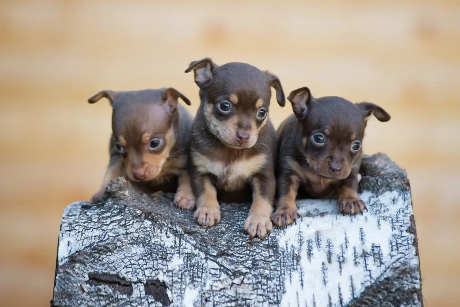 Comprar um cachorro Russkiy Toy significa assumir a responsabilidade! Comprar cachorros Russkiy Toy.