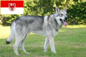 Read more about the article Criadores de cães-lobo de Saarloos e cachorros em Brandenburg