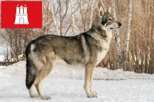Read more about the article Criadores de Saarloos Wolfhound e cachorros em Hamburgo