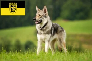 Read more about the article Saarloos Wolfhound criadores e cachorros em Baden-Württemberg