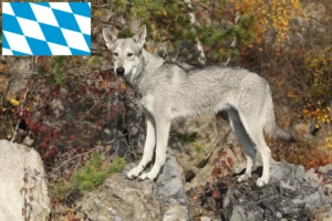 Read more about the article Criadores de Saarloos Wolfhound e cachorros na Baviera