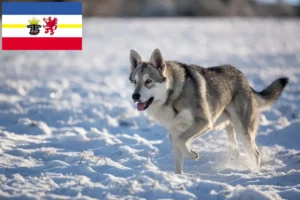 Read more about the article Criadores de cães de caça Saarloos e cachorros em Mecklenburg-Vorpommern