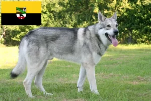 Read more about the article Saarloos criadores de cães de lobo e cachorros em Saxónia-Anhalt