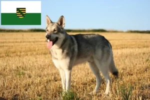 Read more about the article Saarloos Wolfdog criadores e cachorros na Saxónia