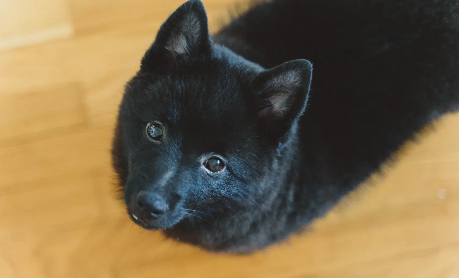 Comprar um cachorro Schipperke significa assumir a responsabilidade! Comprar cachorros Schipperke.